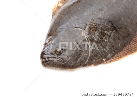 比目魚(活比目魚) 比目魚(活比目魚) 139499754