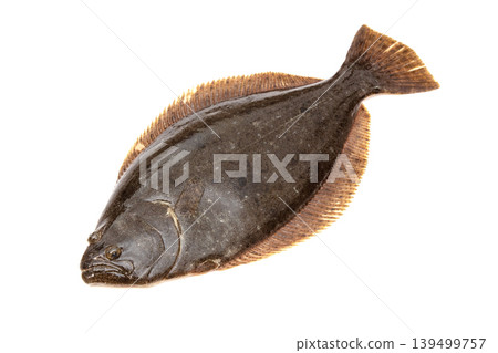 Flounder (live flounder) 139499757