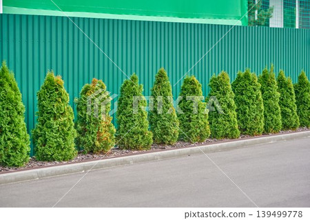 evergreen cone-shaped plants wall Landscape 139499778