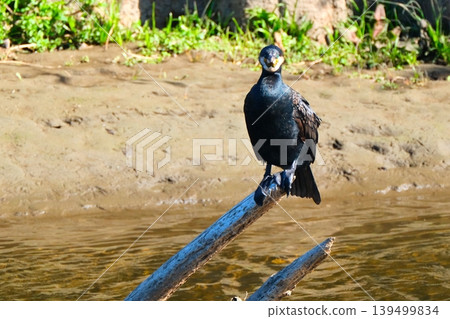 Great cormorants on the Tsurumi River Great cormorants on the Tsurumi River 139499834