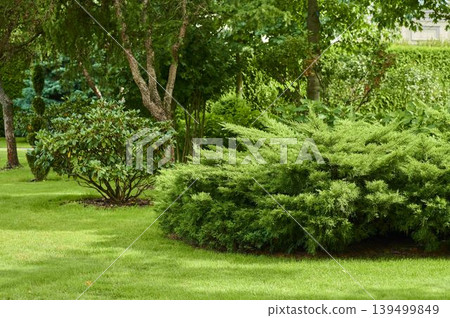 Lush green landscape with vibrant shrubs and trees in a peaceful garden setting Lush green landscape with vibrant shrubs and trees in a peaceful garden setting 139499849