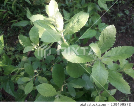 Fresh green Pluchea indica leaves or Luntas plant used as a traditional vegetable in Indonesia. Fresh green Pluchea indica leaves or Luntas plant used as a traditional vegetable in Indonesia. 139499878