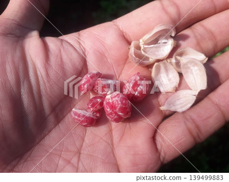 Close up of fresh red seeds inside peeled cardamom pods held by a left hand in Indonesia. Close up of fresh red seeds inside peeled cardamom pods held by a left hand in Indonesia. 139499883