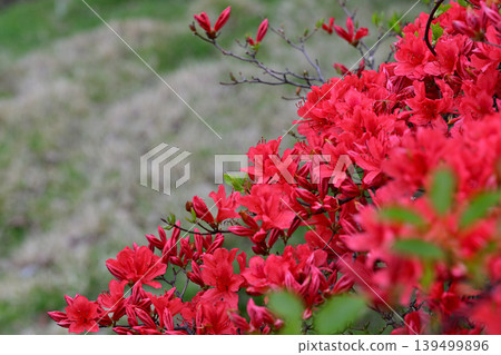 Akagi Shirakaba Ranch: Azaleas in full bloom, a view of fresh greenery, a spring landscape. Akagi Shirakaba Ranch: Azaleas in full bloom, a view of fresh greenery, a spring landscape. 139499896
