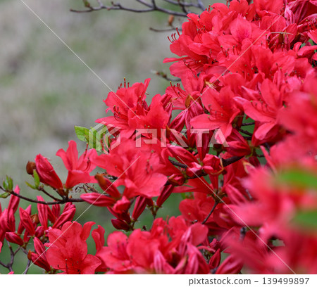 Akagi Shirakaba Ranch: Azaleas in full bloom, a view of fresh greenery, a spring landscape. Akagi Shirakaba Ranch: Azaleas in full bloom, a view of fresh greenery, a spring landscape. 139499897