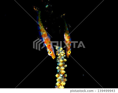 在伊豆大島拍攝的一對玻璃蝦虎魚。 139499943