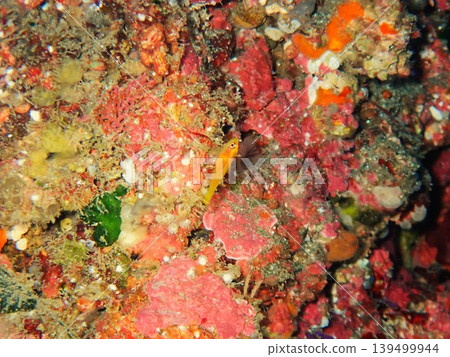在伊豆大島附近海域拍攝到的一條小紅蝦虎魚。 在伊豆大島附近海域拍攝到的一條小紅蝦虎魚。 139499944