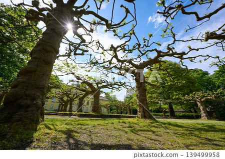 Branches twist, embracing spring sun Branches twist, embracing spring sun 139499958