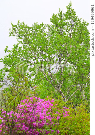 Akagi Shirakaba Ranch shrouded in mist; a view during the time when the azaleas are in bloom amidst the fresh green leaves; a spring scene. Akagi Shirakaba Ranch shrouded in mist; a view during the time when the azaleas are in bloom amidst the fresh green leaves; a spring scene. 139499961