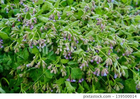 Beautiful flowers bloom in spring Beautiful flowers bloom in spring 139500014