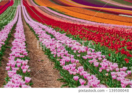 Vibrant tulip fields bloom in spring sunshine 139500048