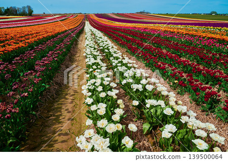 Bright skies over tulip fields Bright skies over tulip fields 139500064