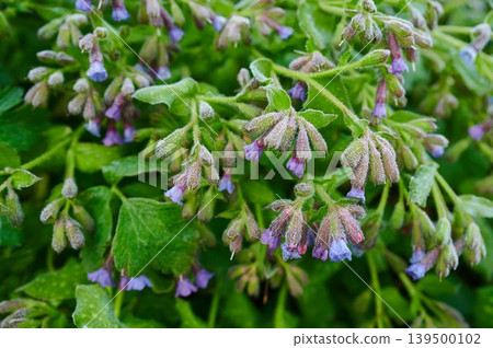 Spring's beautiful wildflower clusters Spring's beautiful wildflower clusters 139500102