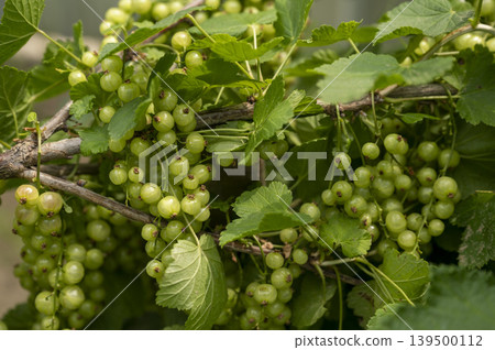 Fresh green currants thrive on vibrant vines 139500112