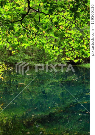 Reflection of fresh green 139500136