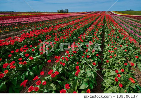 Spring tulip fields bloom bright 139500137