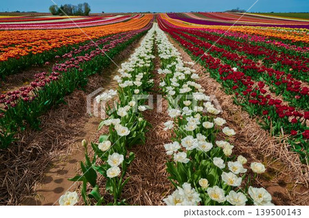 Colorful tulip fields bloom under bright sky 139500143