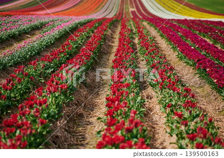 Vibrant tulip fields bloom in endless rows Vibrant tulip fields bloom in endless rows 139500163