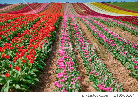 Vibrant tulip fields bloom in spring sunshine Vibrant tulip fields bloom in spring sunshine 139500164