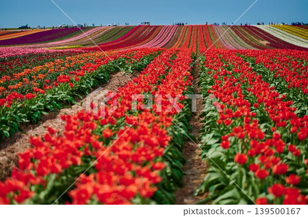 Vibrant tulip fields under a clear blue sky Vibrant tulip fields under a clear blue sky 139500167