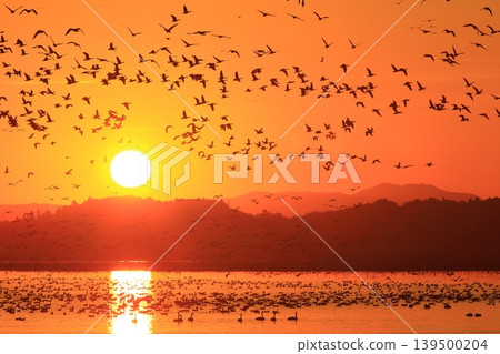 A flock of geese taking flight with the rising sun. 139500204