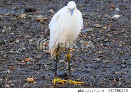 Little egret searching for fish in the Tsurumi River 139500233