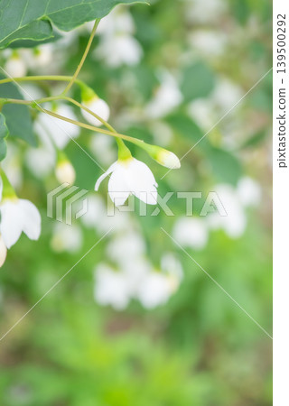 White Styrax japonica blossoms in full bloom [Spring] [Early Summer] 139500292