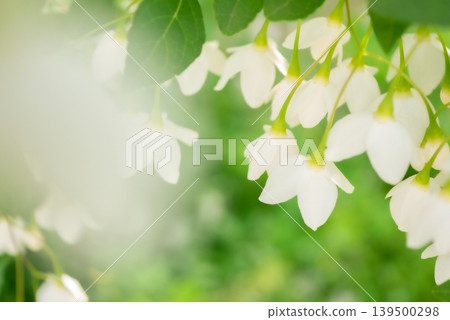 White Styrax japonica blossoms in full bloom [Spring] [Early Summer] 139500298