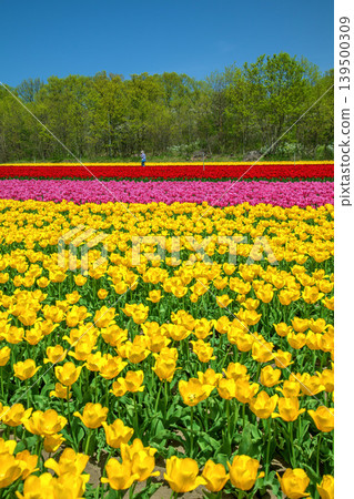 Tulip Festival Tulip Festival 139500309