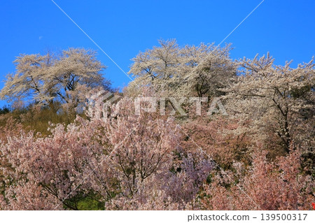 藍天閃耀的梅林 藍天閃耀的梅林 139500317
