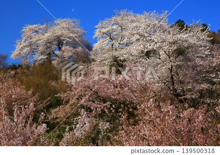 藍天閃耀的梅林 藍天閃耀的梅林 139500318