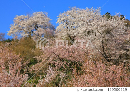 藍天閃耀的梅林 139500319