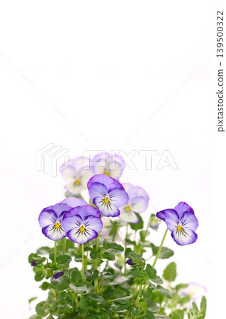 Purple pansies on a light background, close-up Purple pansies on a light background, close-up 139500322