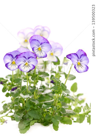 Purple pansies on a light background, close-up 139500323