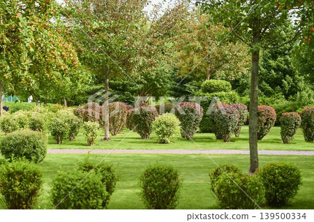 Lush green garden with neatly shaped bushes and trees under the bright sunlight Lush green garden with neatly shaped bushes and trees under the bright sunlight 139500334