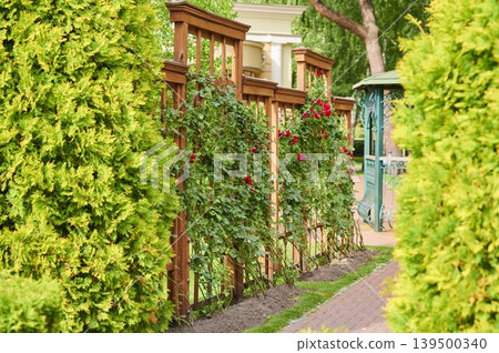 Vibrant garden pathway adorned with lush greenery and blooming roses in sunny afternoon light 139500340