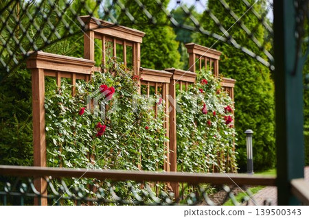 Beautiful trellis adorned with vibrant roses in a serene garden setting 139500343