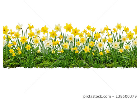 Green grass with yellow daffodil flower border isolated for garden design Green grass with yellow daffodil flower border isolated for garden design 139500379