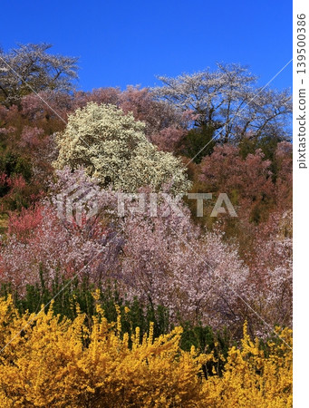 櫻花的風景 櫻花的風景 139500386