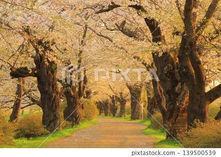 Cherry blossoms in full bloom shining in the blue sky Cherry blossoms in full bloom shining in the blue sky 139500539