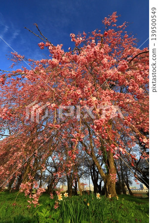 Cherry blossoms in full bloom shining in the blue sky Cherry blossoms in full bloom shining in the blue sky 139500549