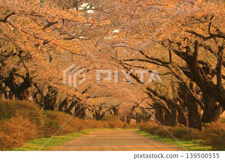 Cherry blossoms in full bloom shining in the blue sky 139500555
