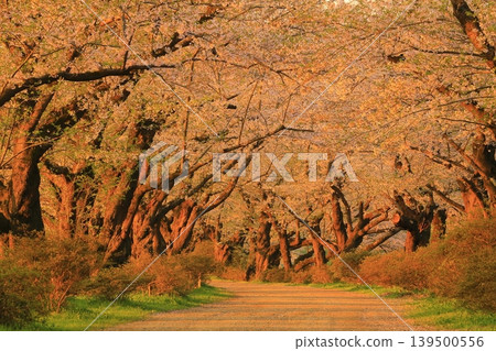 Cherry blossoms in full bloom shining in the blue sky Cherry blossoms in full bloom shining in the blue sky 139500556
