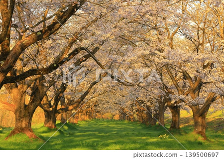 Cherry blossoms in full bloom shining in the blue sky Cherry blossoms in full bloom shining in the blue sky 139500697