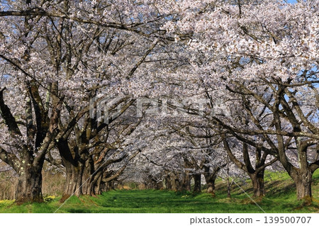 Cherry blossoms in full bloom shining in the blue sky Cherry blossoms in full bloom shining in the blue sky 139500707