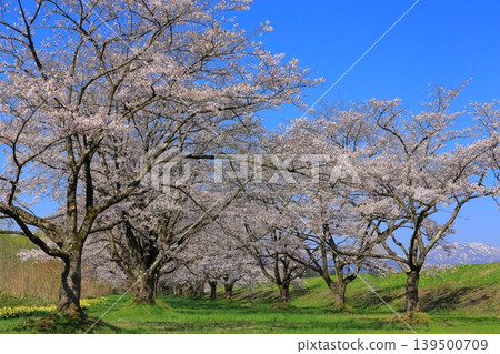 Cherry blossoms in full bloom shining in the blue sky 139500709