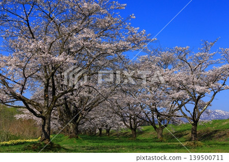 Cherry blossoms in full bloom shining in the blue sky Cherry blossoms in full bloom shining in the blue sky 139500711