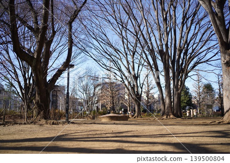 A spacious park landscape under a blue sky, lined with deciduous trees in winter. A spacious park landscape under a blue sky, lined with deciduous trees in winter. 139500804