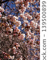 Bright pink early-blooming cherry blossoms in full bloom against a clear blue sky. 139500899