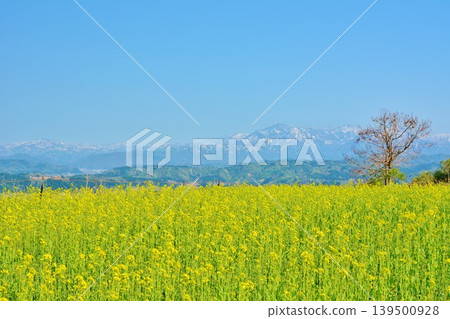 A field of rapeseed flowers in full bloom against a blue sky in Ojiya City, Niigata Prefecture. A field of rapeseed flowers in full bloom against a blue sky in Ojiya City, Niigata Prefecture. 139500928